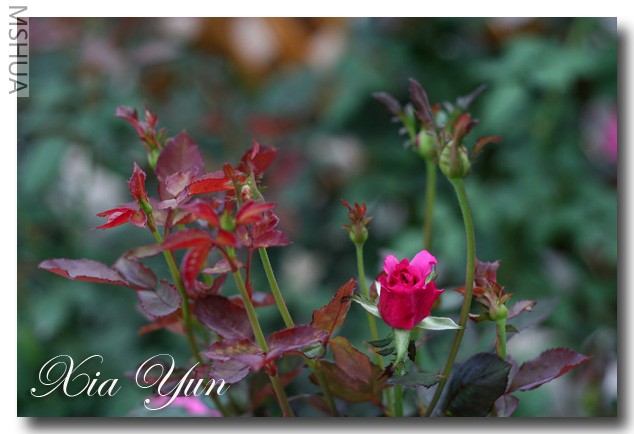 IMG_7920 ��������.JPG