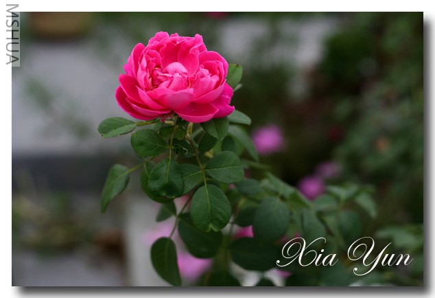 IMG_7924 ��������.jpg