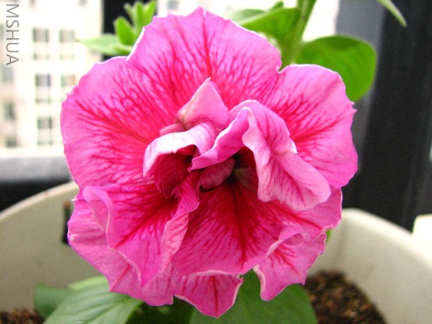 ���س�����