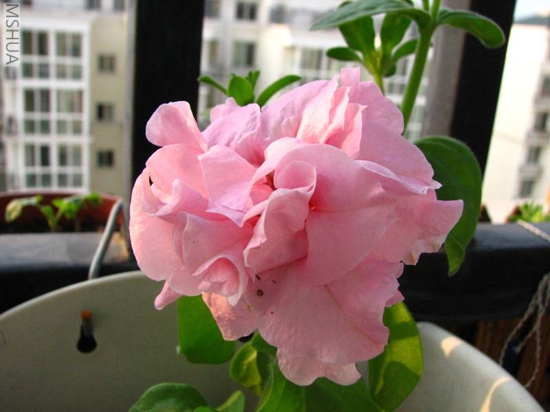 ˫������