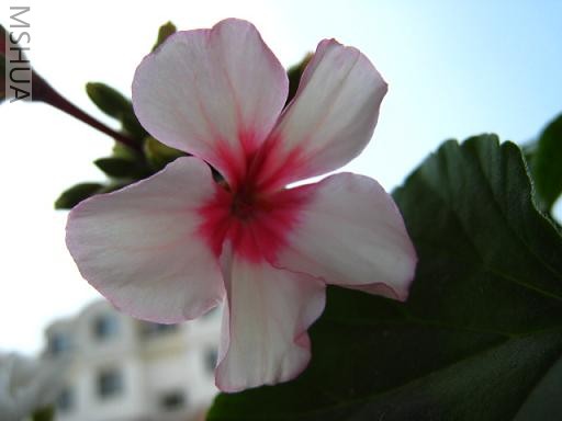 ���ߵ���ͷ��ԭ���������ˡ�