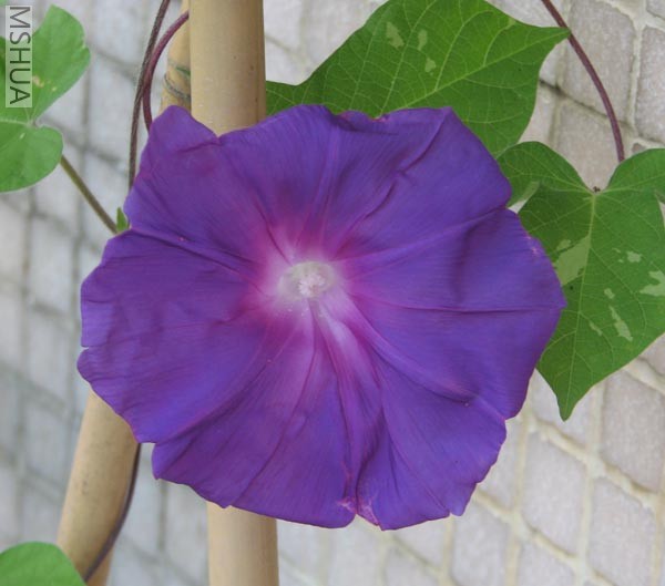 ���Ǵ��ձ������������ӣ�ϣ�����к����������