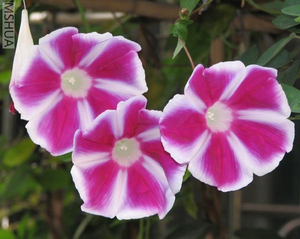 ��ϲ������Ư����ÿ�춼���ü��䡣