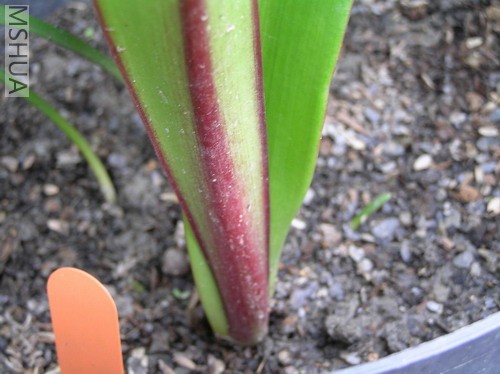 San Antonio Rose2.jpg