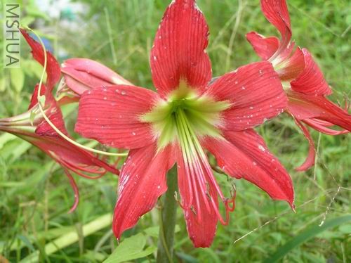 San Antonio Rose2.JPG