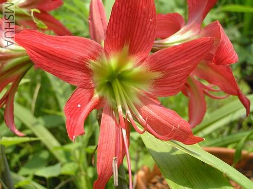 San Antonio Rose1.JPG