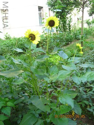 ��Ƭ0629 003_��С��С.jpg