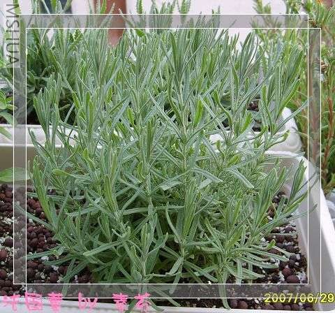 ���ڵ�����