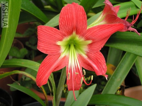 San Antonio Rose1.jpg