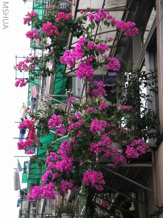 ������С ����÷��̨707031.JPG