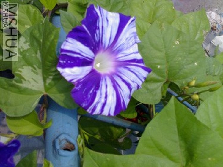 ������С 20070.jpg