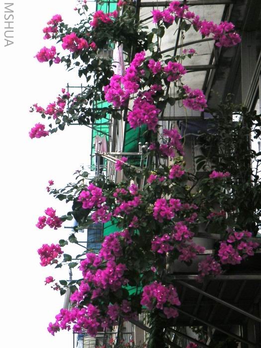 ������С ����÷��̨707033.JPG