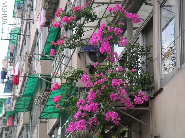 ������С ����÷��̨707037.jpg