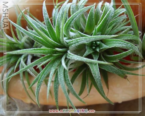 ī���羫��