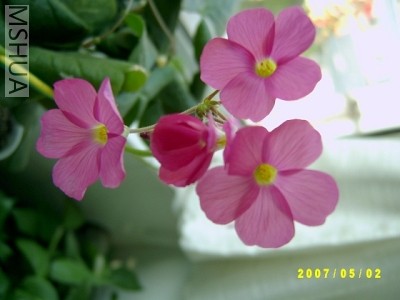 SV400158С.jpg