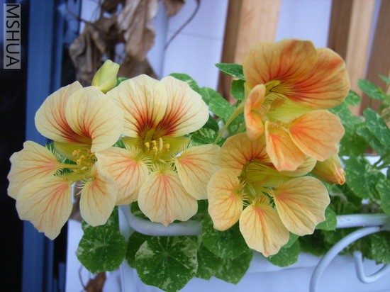 ���˵���ɫ������