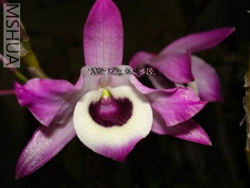 ����ʯ�� 4-1_resize.jpg