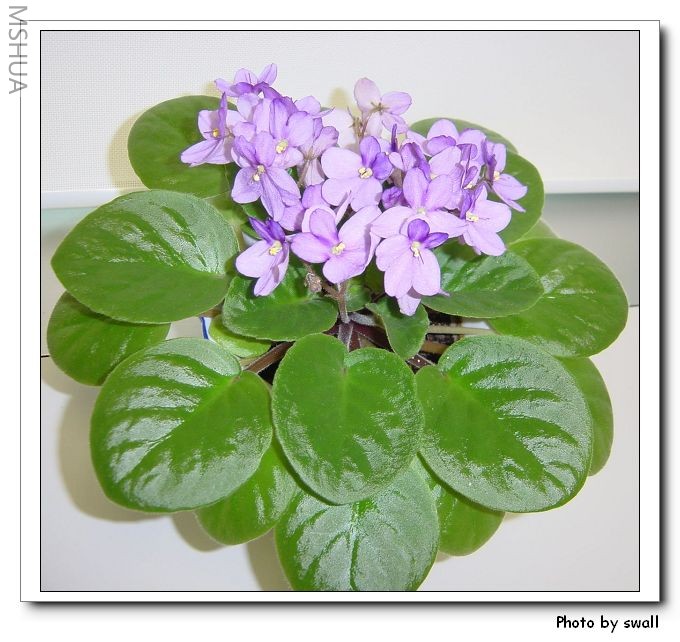 ����ǳźɫ����