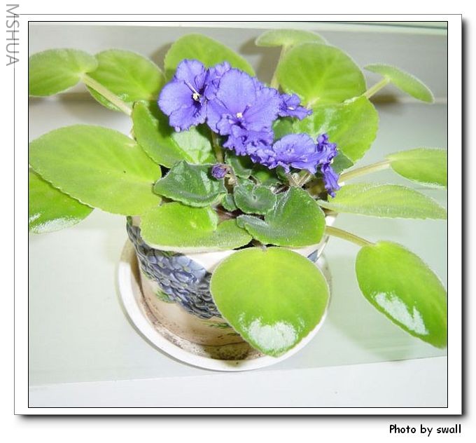 ��ɫ���ߵ���