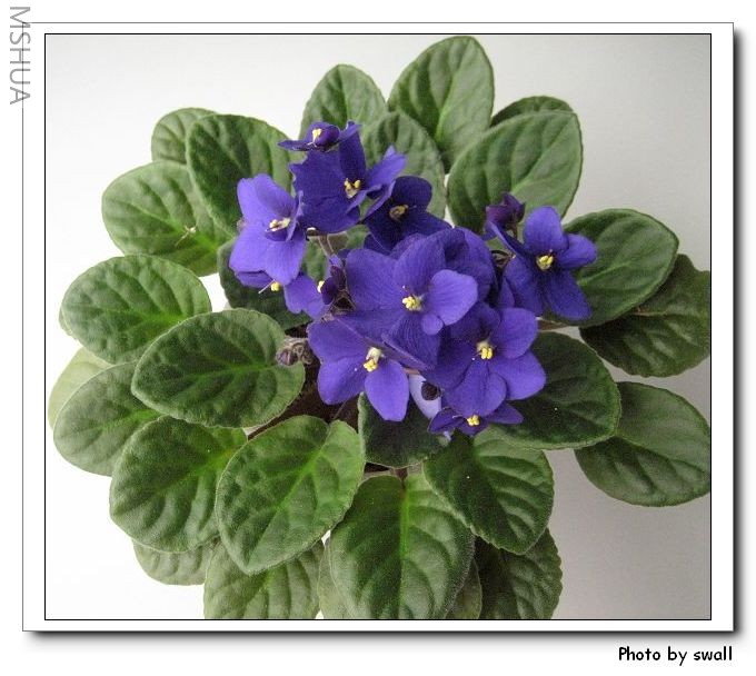 �����ϻ���о