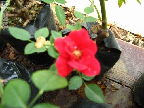 �ӱ������������¼�