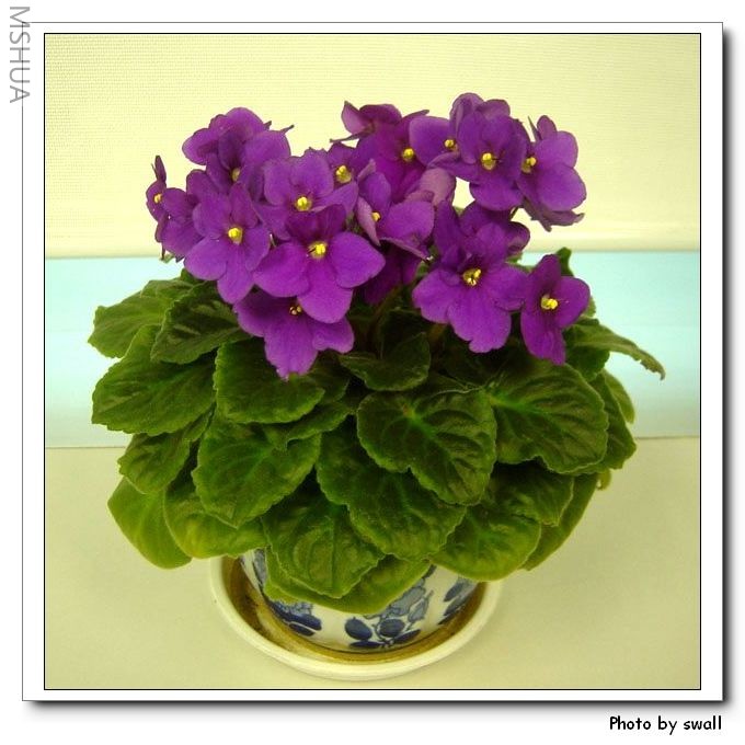 �Ϻ�ɫ����~