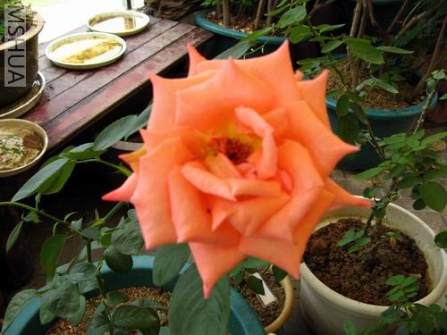 �ӱ������������¼�