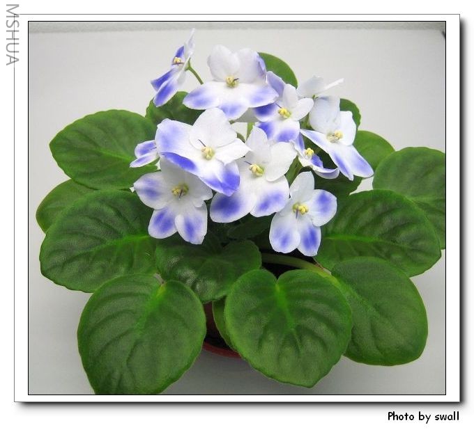 ������ϻ�