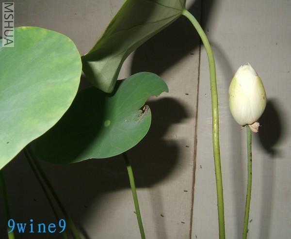 1.��ɫ�Ļ��ٴ��˺ö�Ŷ ��С���Ǹ����������Ժ��û���󣬿���