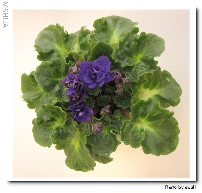 ��ŮҶ�ذ���ɫ����