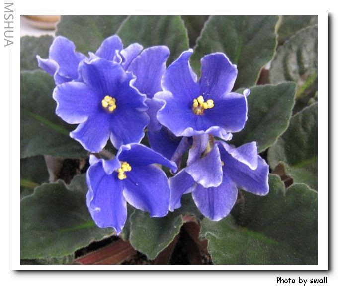 ����Щ����д