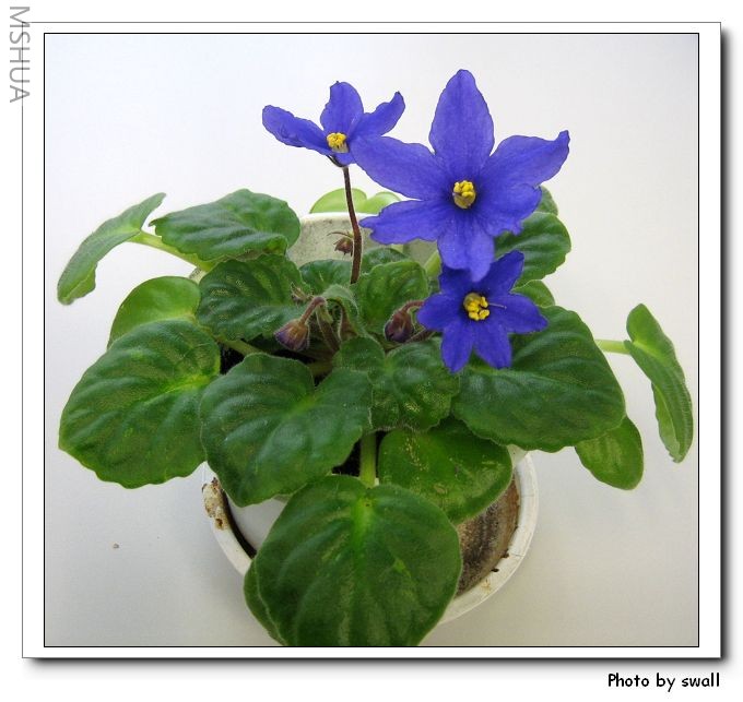 �������ɫ���׵���