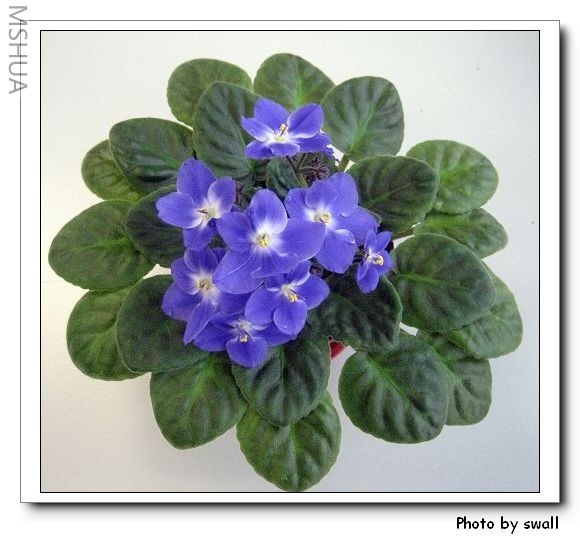 �����ö�Щ������Ư��~