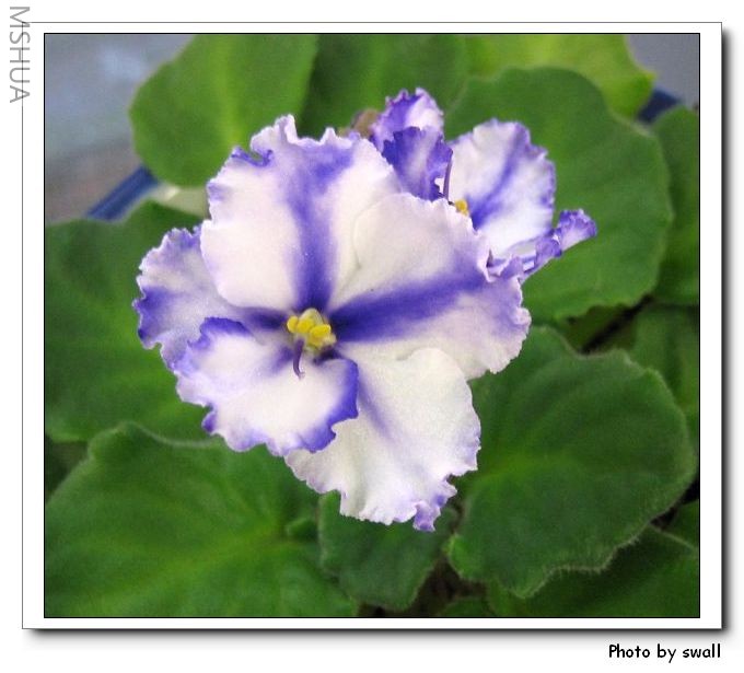 ��ɫ�����д