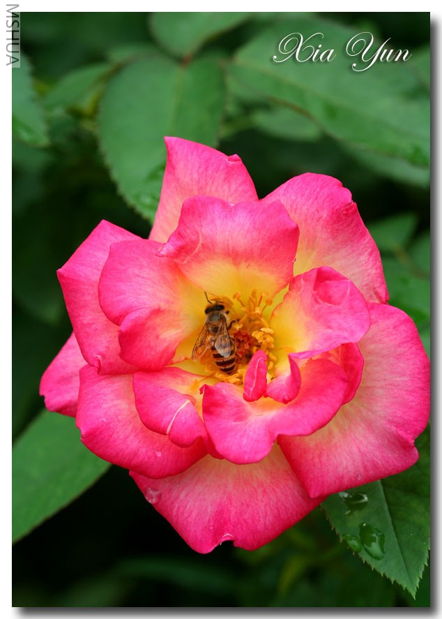 IMG_0105 ��������.JPG