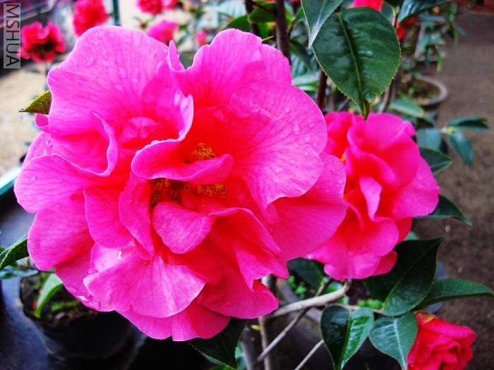 �����軨 022.jpg