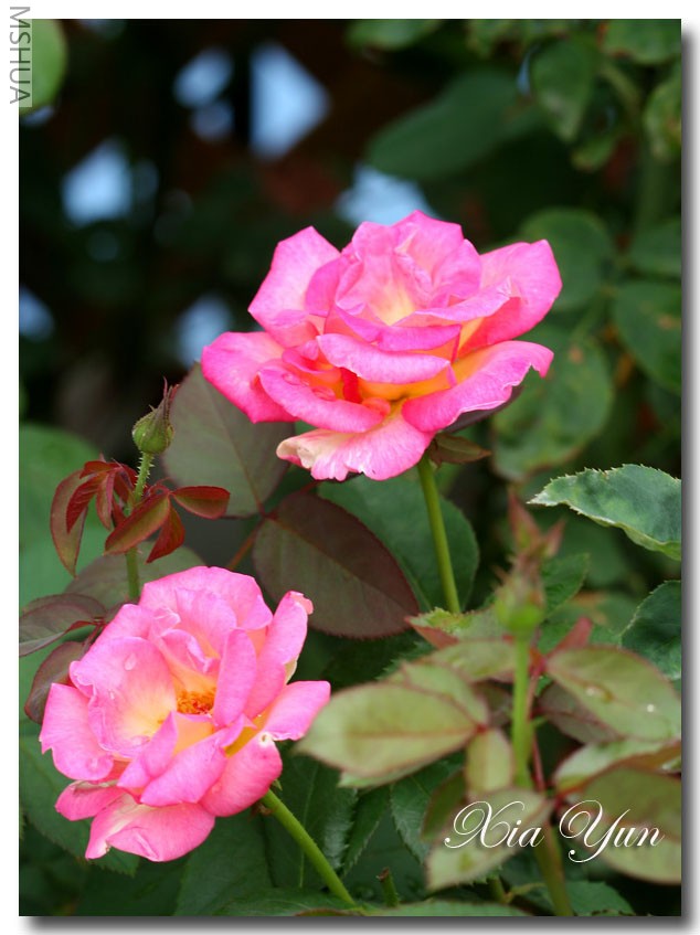 IMG_0098 ��������.jpg