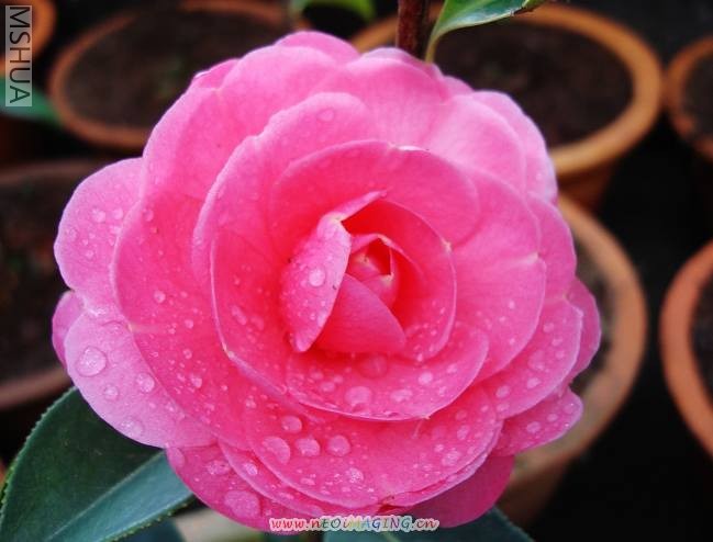 �����軨 012.jpg