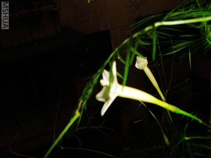 DSC03592.jpg