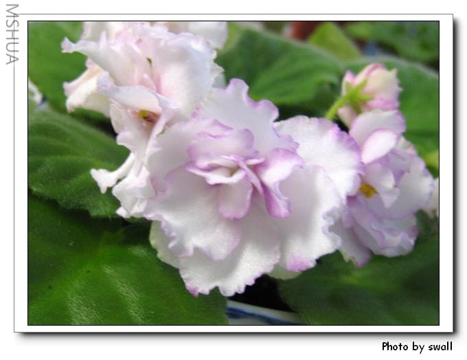 �ذ�׷�ɫ����д��