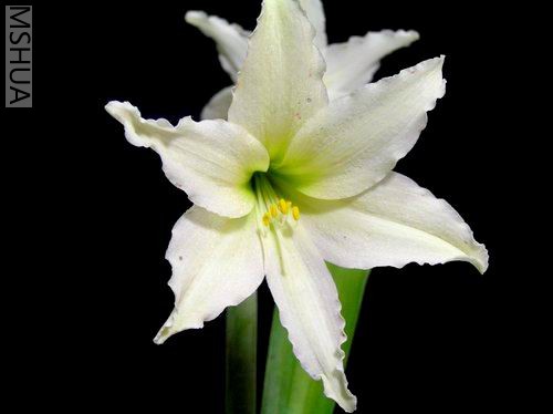 Hippeastrum_evansiae3.JPG