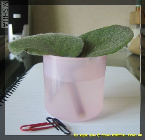 skincare - evian spray.jpg