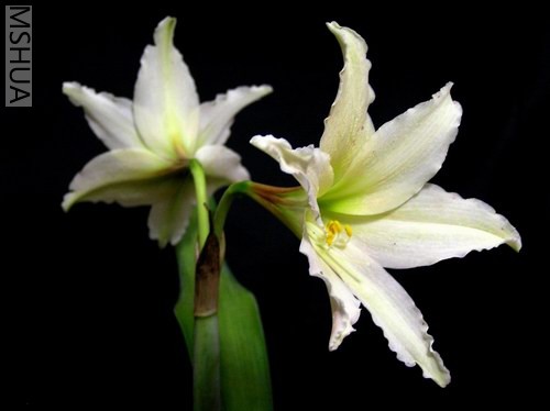 Hippeastrum_evansiae2.JPG