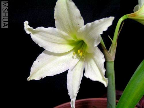 Hippeastrum_evansiae1.JPG