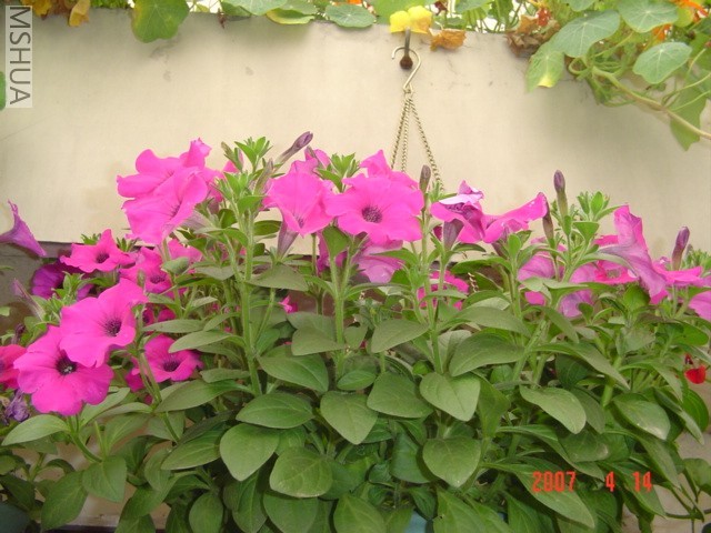 DSC07629.JPG