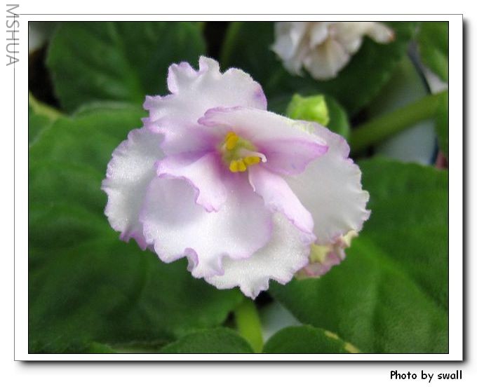 �ذ�׷�ɫ����дһ