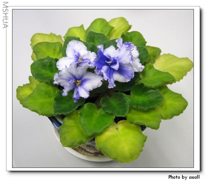 ��ɫ������ɫ����