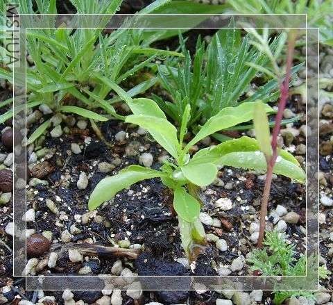 ����ѩ���϶�һ��ѿ��