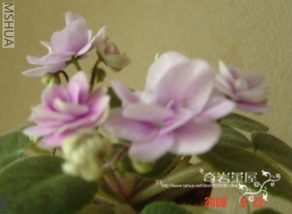 M-F-13(Dean��s Rosalie SH10).JPG