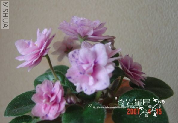 M-F-12(Ramblin magic ����ۻ������).jpg